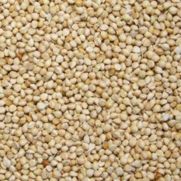 MILLET BLANC 4KG