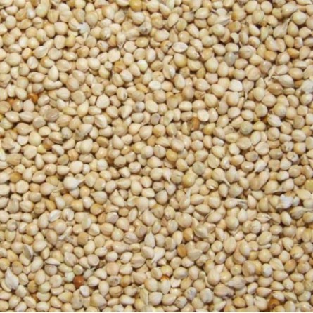 MILLET BLANC 4KG