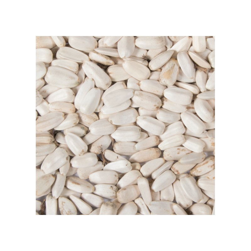 TOURNESOLS BLANC 10KG