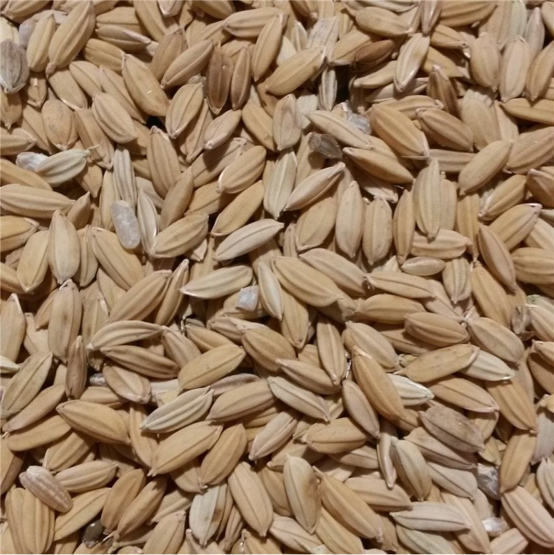 RIZ PADDY 800GR
