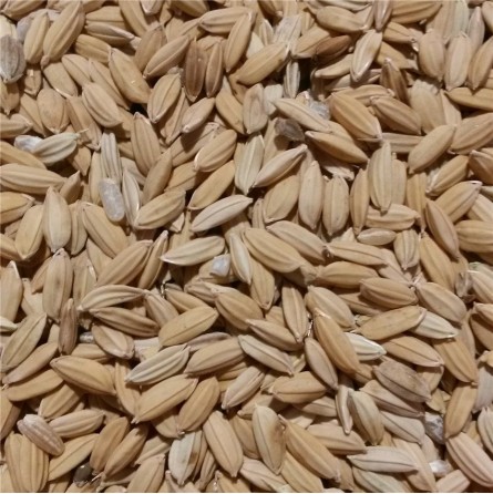 RIZ PADDY 800GR