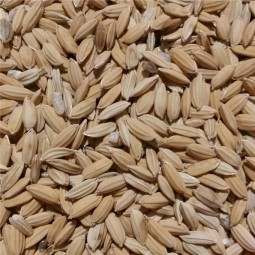 RIZ PADDY 3,5KG