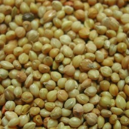PANIS ROUGE 1KG