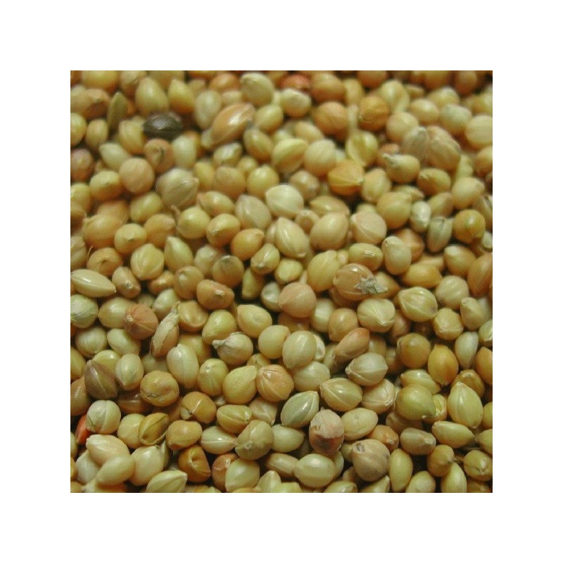 PANIS ROUGE 1KG